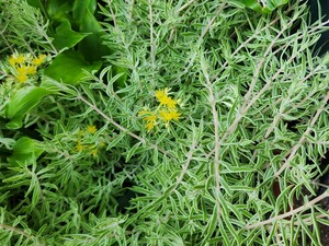 Sedum lineare variegata ‘姫笹’ 10本 (覆輪万年草 斑入り)