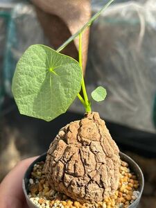 美紋ステファニア スベローサ ヴェノサ Stephania suberosa ステファニア スベローサ発根済み植木鉢