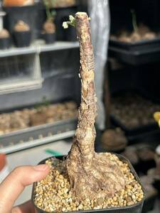 希少 超レア 塊根植物 firmiana colorata フィルミアナ ・コロラータ塊根植物 多肉植物 発根発芽済み