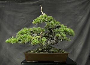 . leaf pine . leaf pine bonsai bonsai 