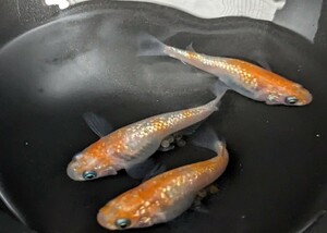 王華 メダカ　卵　30個＋α 　紅白ラメ ③