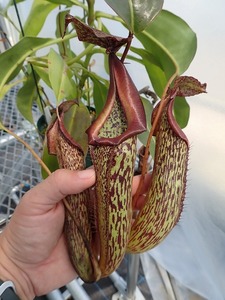 食虫植物　ネペンテス　Nepenthes maxima menado sulawesi