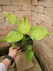 アロカシア　ククラータ　永年安定バリエガータ(Alocasia cucullata Yellow variegata)