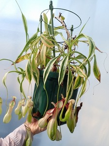 食虫植物　ネペンテス　アラータ　斑入り(Nepenthes alata White variegata)　