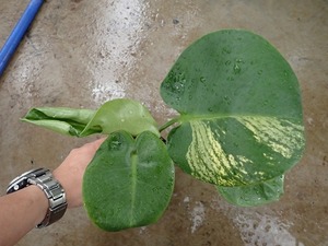 モンステラ　デリシオーサ　ミントバリエガータ(Monstera deliciosa Mint variegata)