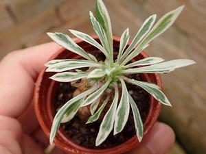 ユーフォルビア　 Euphorbia bupleurifolia white variegata