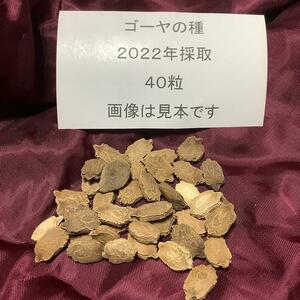 野菜の種 送料無料 ゴーヤの種 ２０２２年採取 ４０粒 他の種との同梱一律84円で発送です