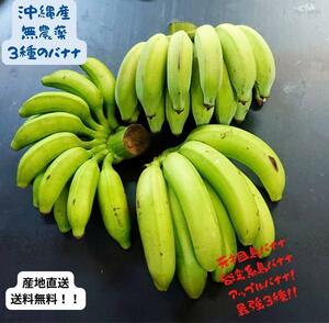 沖縄本島北部産！人気の国産バナナ３種！食べ比べ！３種バナナセット！