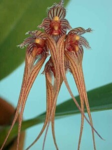 T♪洋蘭　 Bulbophyllum sanguineopunctatum 洋ラン