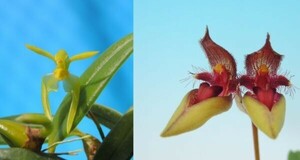 T♪洋蘭　 Bulbophyllum DGBG Dragon Boat(lasiochilum f.album x pingtungense)　小苗寄せ植え　 洋ラン