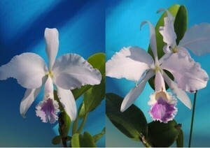 T♪洋蘭　Cattleya warneri f.coerulea x sib (Rio x Blue Poison) カトレア　 洋ラン