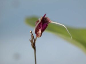 T♪洋蘭　Scaphosepalum swertiifolium 洋ラン