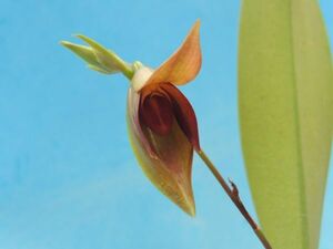 T♪洋蘭　 Bulbophyllum mandibulare 　 洋ラン