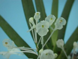 T!. орхидея Podangis dactyloceras. Ran 