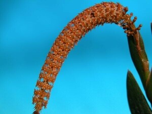 T♪洋蘭　Oberonia drepanophylla 洋ラン