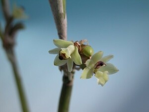 T♪洋蘭　 Scaphyglottis modesta 洋ラン