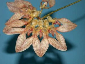 T♪洋蘭　Bulbophyllum annandalei 　 洋ラン