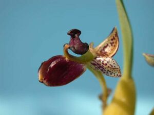 T♪洋蘭　Bulbophyllum ecornutum 洋ラン
