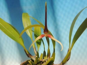 T♪洋蘭　Bulbophyllum unitubum 洋ラン