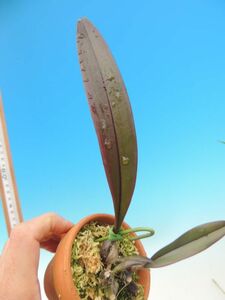 T♪洋蘭　Bulbophyllum sp. 洋ラン
