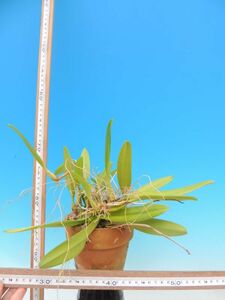 T♪洋蘭　 Bulbophyllum Doris Dukes(rothschildianum x fascinator) 　 洋ラン