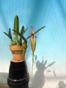 T♪洋蘭　 Bulbophyllum fascinator 'Li Cheng' BM/TOGA. 洋ラン