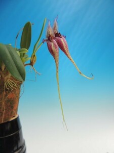 T♪洋蘭　Bulbophyllum fascinator`Dragon Red' 洋ラン