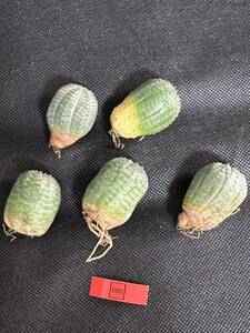 No.692 特選 ユーフォルビア オベサEuphorbia obesa 多肉植物 塊根植物 株激稀株 実生株