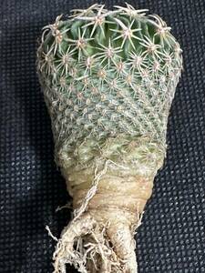 No.388 特選 サボテン Echinofossulocactus phyllacanthus　エキノフォスロカクタス 白玉
