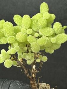 No.593 特選 観葉植物 ドロサンテマム　蜜橘　超レア 限定株 新入荷 