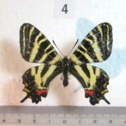  butterfly specimen gi borderless .u④ Niigata prefecture three article city production 1*