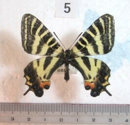  butterfly specimen gi borderless .u⑤ Niigata prefecture three article city production 1*