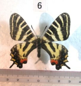  butterfly specimen gi borderless .u⑥ Niigata prefecture three article city production 1*