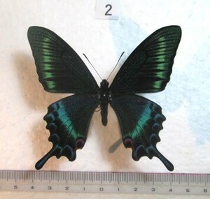  butterfly specimen Miyama kalasage is spring type ② Nagano prefecture Shiojiri city production 1*