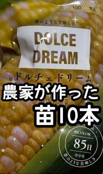 【10本】ドルチェドリーム スイートコーン とうもろこし 黄白 苗 野菜苗