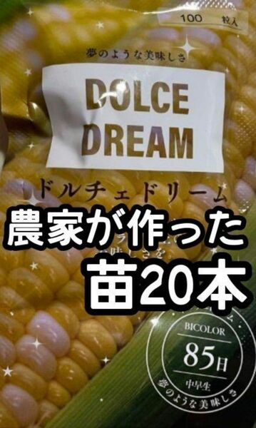 【20本】ドルチェドリーム スイートコーン とうもろこし 黄白 苗 野菜苗