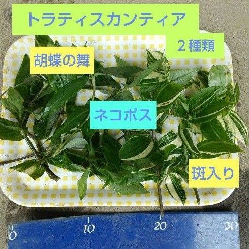 トラカン2種類