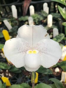 洋蘭 パフィオ Paph.niveum×sib('Pas Mal'×'Open Sesami') 国産実生苗