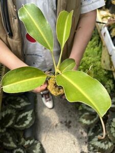 （食虫植物）Nepenthes lowii Trusmadi WN ネペンテス　ローウィーー