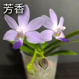  цветок . есть аромат товар вид Phal. Purple Martin var. bluefarenopsis лиловый Martin синий цвет менять вид . бабочка орхидея . орхидея 