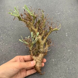 W1270 black . castle Othonna euphorbioideso ton na. root plant 