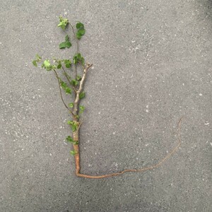 W1271[ real raw ]komifolao ruby kla squirrel [commiphora orbicularis*. root plant ]