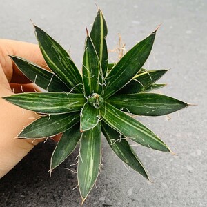 W1384多肉植物 アガベ チタノタ乱雪錦 美株 