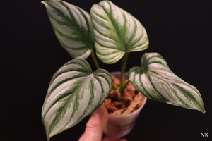 【NK】Philodendron sp cf mamei silver leaf【フィロデンドロン アンスリウム】