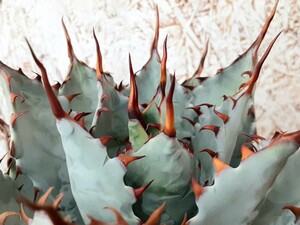  agave ultra ...×... Mai . trunk cut .. stock approximately 4×3. super blue leaf red . hybrid chitanotao terrorism i or is ka