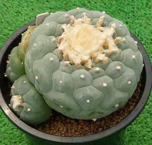 サボテン、多肉植物　銀冠玉-11