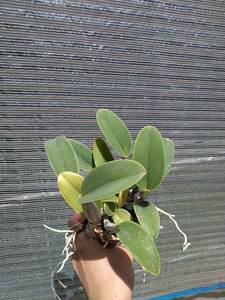 洋蘭カトレア C. walkeriana labeloide × 雫 アンフラ ③ 1円スタート！