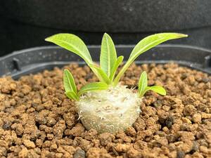 Pachypodium パキポディウム ブレビカウレ 恵比寿笑い 実生 サボテン 塊根植物 多肉植物 s151