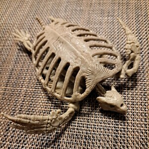 アーケロン 骨格 フィギュア ／ 骨 亀 カメ 古代の亀 統治する亀 帝亀 