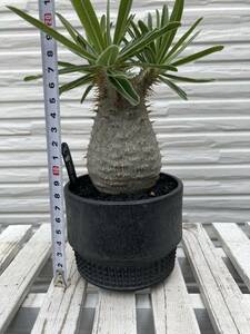 象牙宮 実生 自根 spicygem 鉢入り パキポディウム グラキリス Pachypodium Gracilius スパイシージェム 塊根植物 botanize 鶴仙園